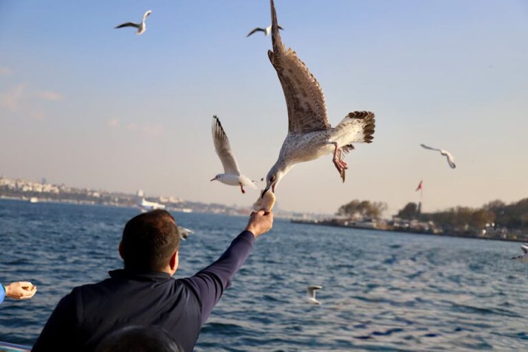 A man feeds seagulls by the sea on a sunny day. Birds in flight with cityscape backdrop.