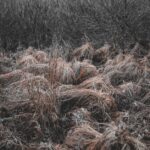 A serene image of dry grasses with moody tones, depicting a calm autumn landscape.