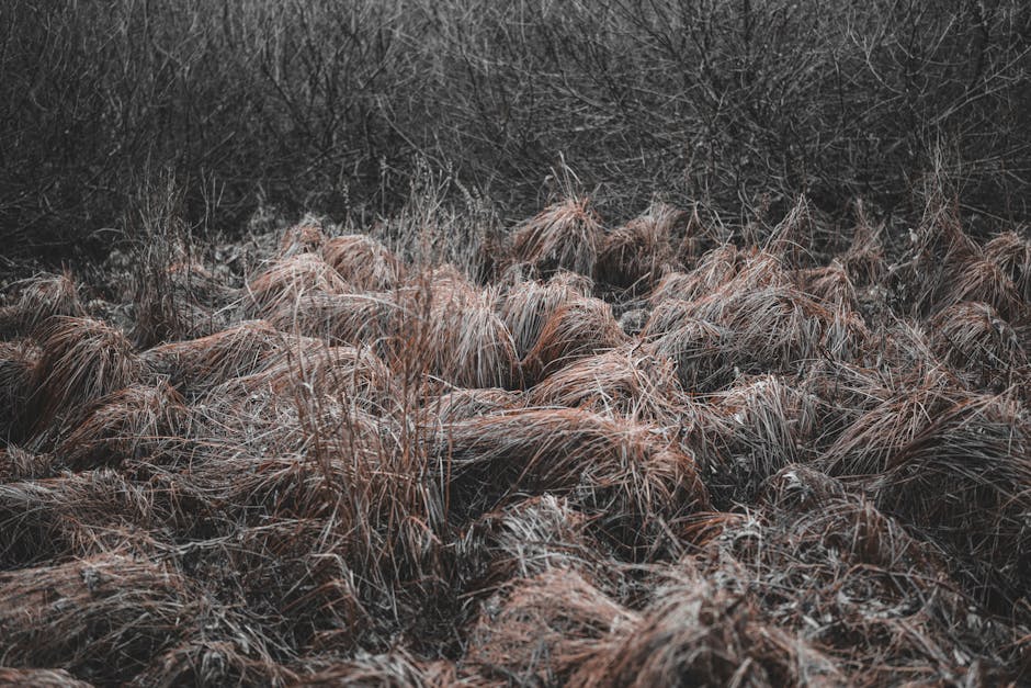 A serene image of dry grasses with moody tones, depicting a calm autumn landscape.