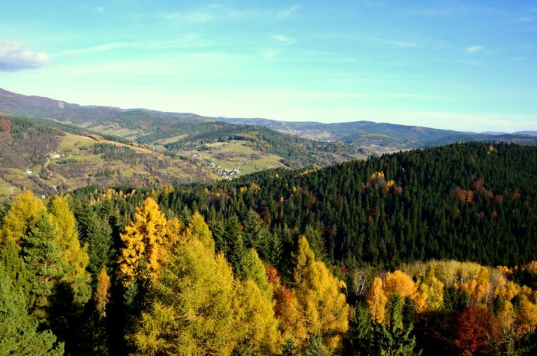 A breathtaking view of a colorful forest during fall, showcasing autumn foliage and rolling hills.