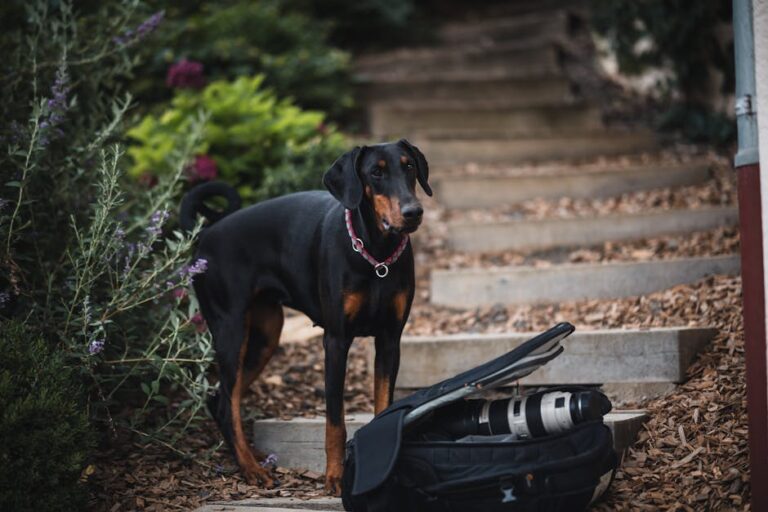 A Doberman Pinscher stands by camera gear on garden steps, surrounded by lush greenery.